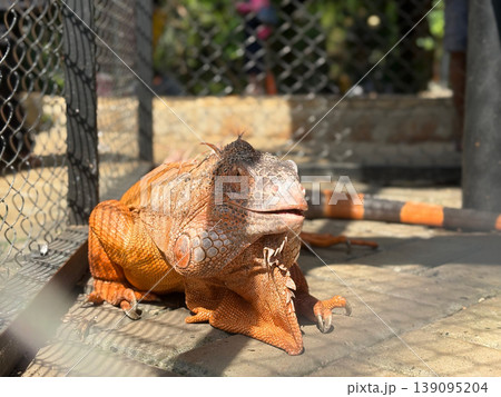 Orange iguana close-up in outdoor enclosure with animal photography cold blooded pet iguana pet lizard pet reptile red iguana tan iguana brown iguana wildlife close up enclosure herpetology Orange iguana close-up in outdoor enclosure with animal photography cold blooded pet iguana pet lizard pet reptile red iguana tan iguana brown iguana wildlife close up enclosure herpetology 139095204