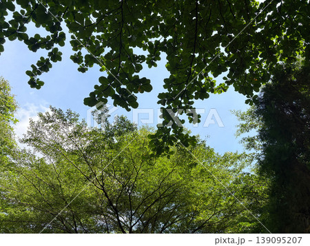 Looking up through green tree leaves towards a bright blue sky with scattered white clouds on a sunny day looking up summer day foliage canopy tree branches weather condition upward view 139095207