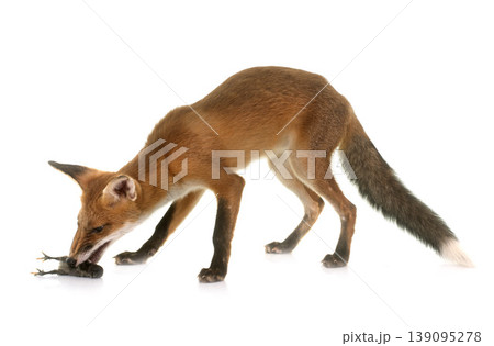 fox eating a chick 139095278