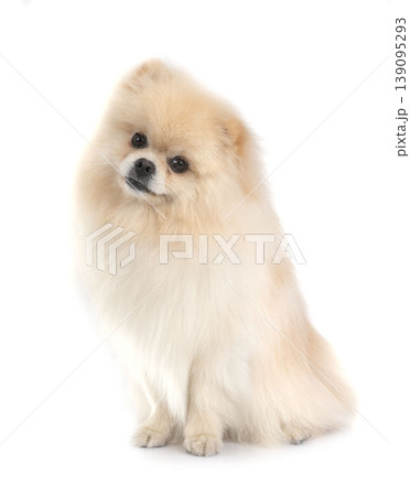 pomeranian in studio 139095293