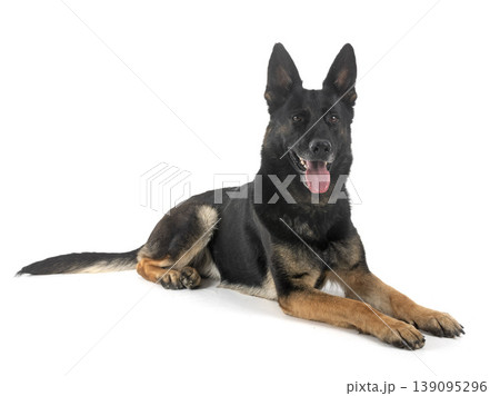 young german shepherd 139095296