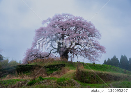 千年の時を越えて夢の桜醍醐桜 139095297