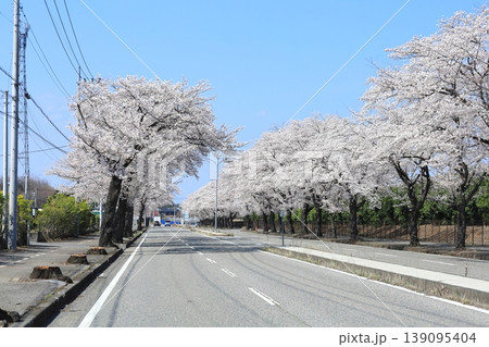 かしの森公園通りの桜並木/栃木県 芳賀町 かしの森公園通りの桜並木/栃木県 芳賀町 139095404