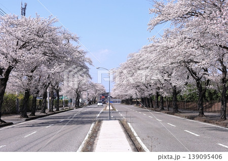 かしの森公園通りの桜並木／栃木県 芳賀町 139095406