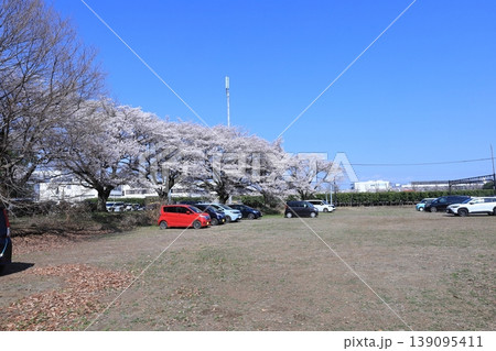 かしの森公園駐車場の桜／栃木県 芳賀町 139095411