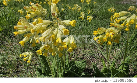 Yellow cowslip flowers blooming in a spring meadow, natural wild primroses in sunlight, seasonal botanical background for ecology, countryside and nature themes. Yellow cowslip flowers blooming in a spring meadow, natural wild primroses in sunlight, seasonal botanical background for ecology, countryside and nature themes. 139095580