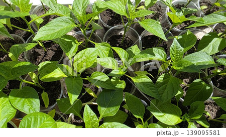 cups with soil, youngPepper seedlings growing in plastic  green plants in sunlight, home gardening concept for spring cultivation, agriculture and vegetable growing. 139095581