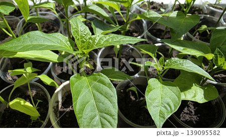 Close-up of young green pepper seedlings growing in plastic cups with black soil under bright natural light, concept of organic gardening and home food production Close-up of young green pepper seedlings growing in plastic cups with black soil under bright natural light, concept of organic gardening and home food production 139095582