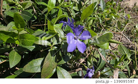 Purple periwinkle flowers blooming among dense green leaves in sunny garden with soil on background, concept of spring groundcover and garden beauty Purple periwinkle flowers blooming among dense green leaves in sunny garden with soil on background, concept of spring groundcover and garden beauty 139095597