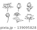Lotus flower botanical set with blossom bud leaf nature floral line art illustration for spa zen decoration and tattoo design 139095828