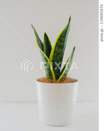 鉢植えのサンスベリア 鉢植えのサンスベリア 139095874