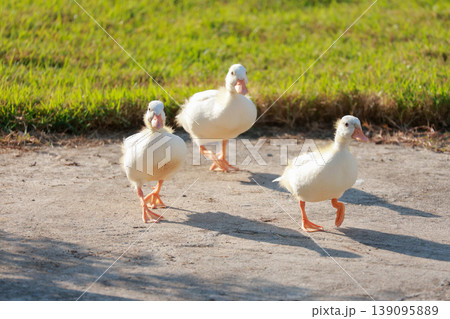 The baby white Duck is eatting in nature garden 139095889