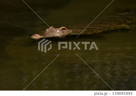 The crocodile is show head in the river 139095893