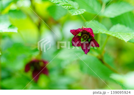 ベニバナイチゴの花 バラ科キイチゴ属の赤い山野草 ベニバナイチゴの花 バラ科キイチゴ属の赤い山野草 139095924