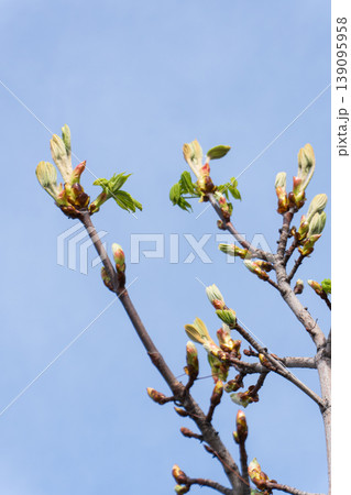 Green tree buds opening on branches against a clear blue sky Green tree buds opening on branches against a clear blue sky 139095958