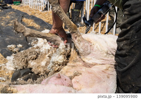 Close up of a farmer using electric clippers to shear a sheep's wool Close up of a farmer using electric clippers to shear a sheep's wool 139095980
