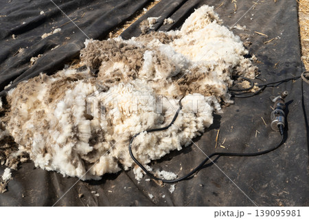A large pile of freshly shorn sheep wool on a black surface 139095981