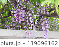 春に咲く藤の花 139096162