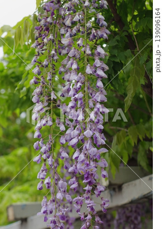 春に咲く藤の花 春に咲く藤の花 139096164