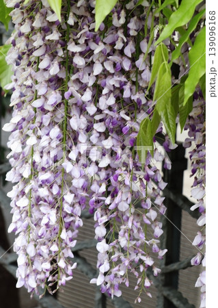 春に咲く藤の花 春に咲く藤の花 139096168