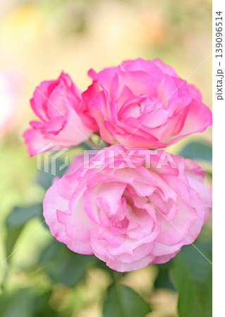 蜂ヶ峰の薔薇 蜂ヶ峰の薔薇 139096514