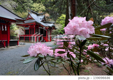 ロマンチック茨城(花園川の清流に引かれて詣でる。石楠花の上品な色に笑顔をもらう。)北茨城市、花園神社 ロマンチック茨城(花園川の清流に引かれて詣でる。石楠花の上品な色に笑顔をもらう。)北茨城市、花園神社 139096686