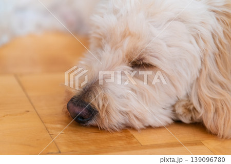 Macro Shot of a Maltipoo Puppy Sleeping Peacefully on a Wooden Floor Macro Shot of a Maltipoo Puppy Sleeping Peacefully on a Wooden Floor 139096780
