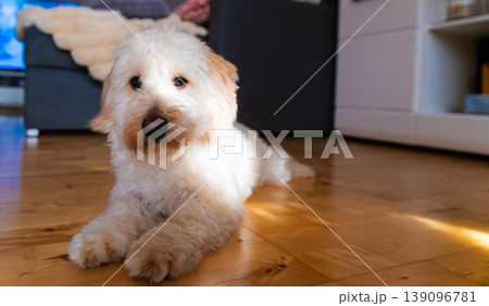 Maltipoo Puppy Lying on a Wooden Floor in a Modern Living Room 139096781