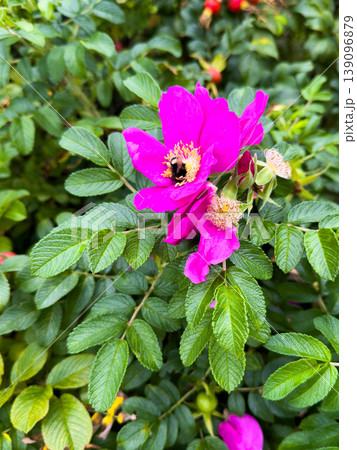 Pink Wild Rose with Bumblebee Collecting Pollen 139096879