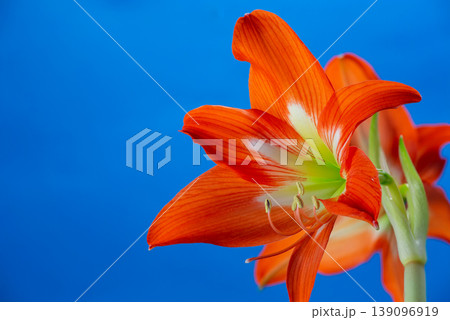 Stunning orange Amaryllis flower (Hippeastrum) blooming against a solid blue background. Vibrant tropical petals and green stem in a close-up studio shot. Elegant floral composition. Stunning orange Amaryllis flower (Hippeastrum) blooming against a solid blue background. Vibrant tropical petals and green stem in a close-up studio shot. Elegant floral composition. 139096919