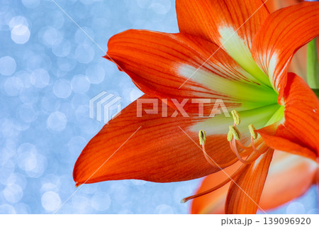 Close-up of a vibrant orange Amaryllis flower with white stripes on a sparkling blue bokeh background. Beautiful festive floral composition with detailed petals, stamens, and glittery light. 139096920