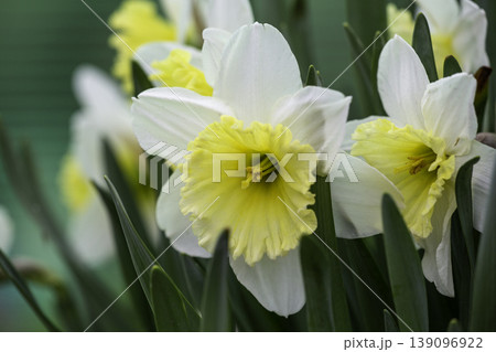 Close-up of white and yellow narcissus flowers blooming in a spring garden. Beautiful natural background with vibrant green leaves and multiple fresh trumpet daffodil blossoms in soft daylight. 139096922