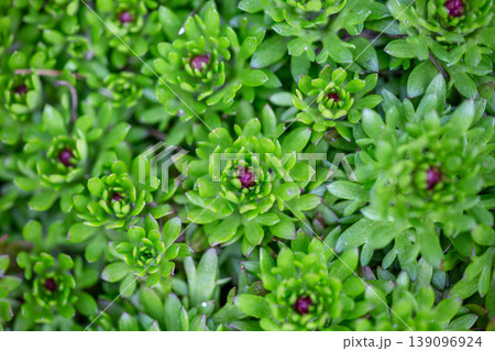 Top view of green succulent plants with small purple buds growing in a garden. Dense carpet of Saxifraga leaves forming a natural texture. Vibrant spring greenery background with soft bokeh. 139096924