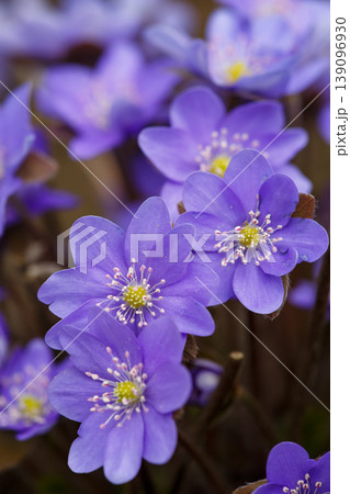 Extreme macro of purple Liverwort (Hepatica nobilis) flowers blooming in spring forest. Beautiful floral background with detailed petals, yellow stamens, and soft natural bokeh light. Extreme macro of purple Liverwort (Hepatica nobilis) flowers blooming in spring forest. Beautiful floral background with detailed petals, yellow stamens, and soft natural bokeh light. 139096930