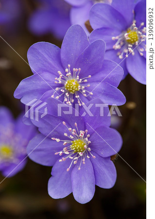 Extreme macro of purple Liverwort (Hepatica nobilis) flowers blooming in spring forest. Beautiful floral background with detailed petals, yellow stamens, and soft natural bokeh light. Extreme macro of purple Liverwort (Hepatica nobilis) flowers blooming in spring forest. Beautiful floral background with detailed petals, yellow stamens, and soft natural bokeh light. 139096932