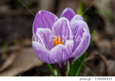 Beautiful purple striped crocus flowers blooming in early spring garden. Close-up of vibrant violet petals with white veins on dark soil background. First seasonal spring wildflowers. Beautiful purple striped crocus flowers blooming in early spring garden. Close-up of vibrant violet petals with white veins on dark soil background. First seasonal spring wildflowers. 139096933