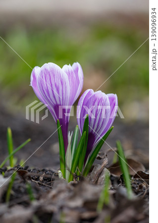 Beautiful purple striped crocus flowers blooming in early spring garden. Close-up of vibrant violet petals with white veins on dark soil background. First seasonal spring wildflowers. Beautiful purple striped crocus flowers blooming in early spring garden. Close-up of vibrant violet petals with white veins on dark soil background. First seasonal spring wildflowers. 139096934