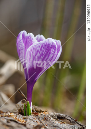 Beautiful purple striped crocus flowers blooming in early spring garden. Close-up of vibrant violet petals with white veins on dark soil background. First seasonal spring wildflowers. Beautiful purple striped crocus flowers blooming in early spring garden. Close-up of vibrant violet petals with white veins on dark soil background. First seasonal spring wildflowers. 139096936