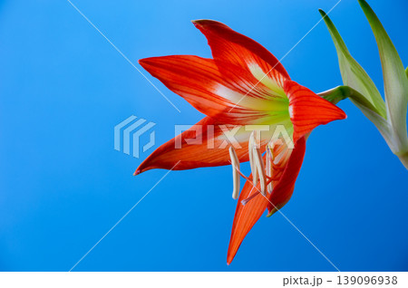 Stunning orange Amaryllis flower (Hippeastrum) blooming against a solid blue background. Vibrant tropical petals and green stem in a close-up studio shot. Elegant floral composition. 139096938