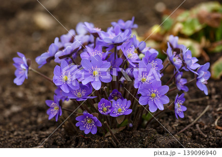 Photo of purple Liverwort (Hepatica nobilis) flowers blooming in spring forest. Beautiful floral background with detailed petals, yellow stamens, and soft natural bokeh light. Photo of purple Liverwort (Hepatica nobilis) flowers blooming in spring forest. Beautiful floral background with detailed petals, yellow stamens, and soft natural bokeh light. 139096940