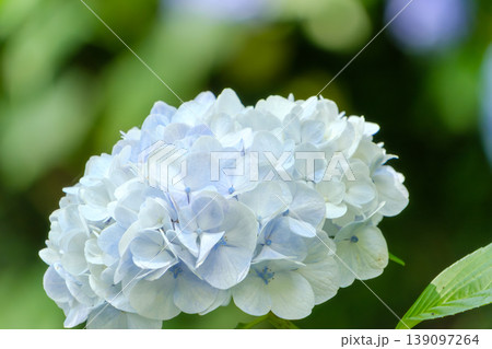 梅雨の時期を彩る淡いブルーの紫陽花と爽やかな緑の背景 梅雨の時期を彩る淡いブルーの紫陽花と爽やかな緑の背景 139097264