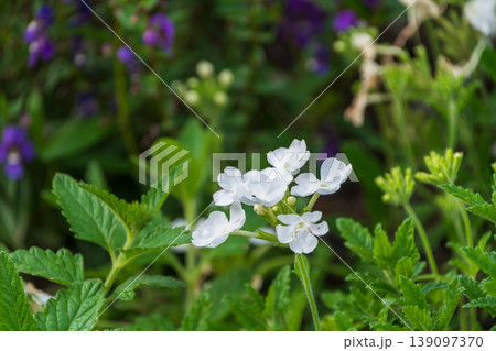 可憐に咲く白いバーベナの花と初夏の庭 139097370