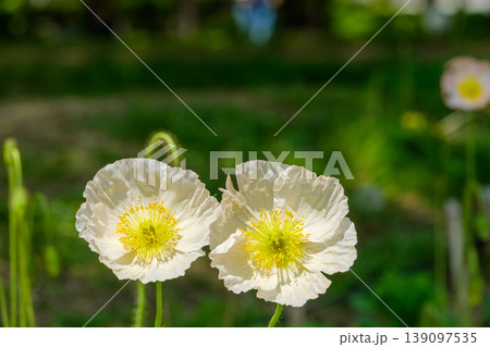 柔らかな光に包まれた白いポピーの花 柔らかな光に包まれた白いポピーの花 139097535