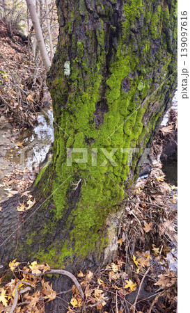 Moss-covered tree trunk beside a shallow forest stream, rich textures highlighting a damp woodland ecosystem 139097616