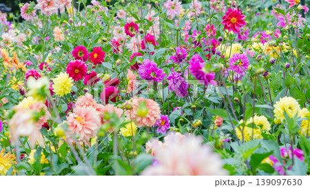 色とりどりのダリアが咲き乱れる華やかな花壇の風景 色とりどりのダリアが咲き乱れる華やかな花壇の風景 139097630