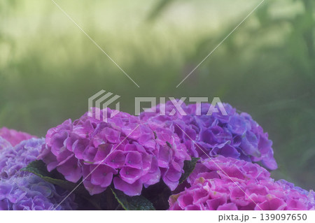 幻想的な光に包まれた紫色の紫陽花と木漏れ日 幻想的な光に包まれた紫色の紫陽花と木漏れ日 139097650