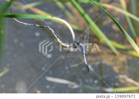 水辺の草に止まる青いトンボ 139097671
