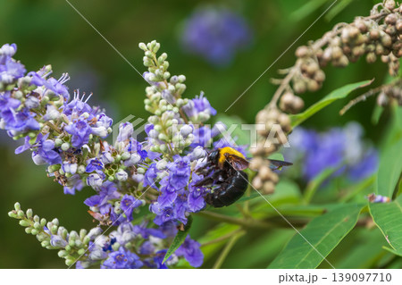 紫の花に集まり蜜を吸う大きなクマバチ 紫の花に集まり蜜を吸う大きなクマバチ 139097710