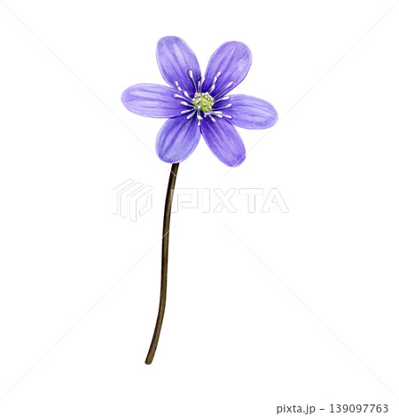 Purple spring flower, anemone hepatica, liverwort. Hand drawn botanical watercolor illustration isolated on white background. Good for prints, packaging, branding, stationery and floral design 139097763