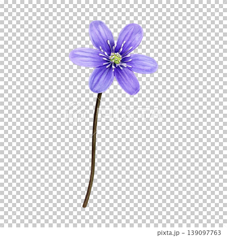 Purple spring flower, anemone hepatica, liverwort. Hand drawn botanical watercolor illustration isolated on white background. Good for prints, packaging, branding, stationery and floral design 139097763